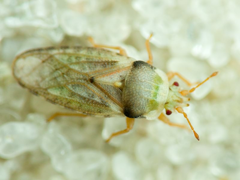 Piesmatidae Amyot & Serville, 1843